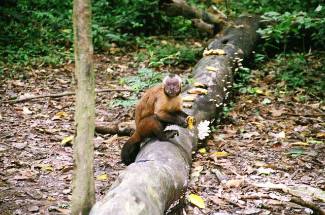 peru06_wb292